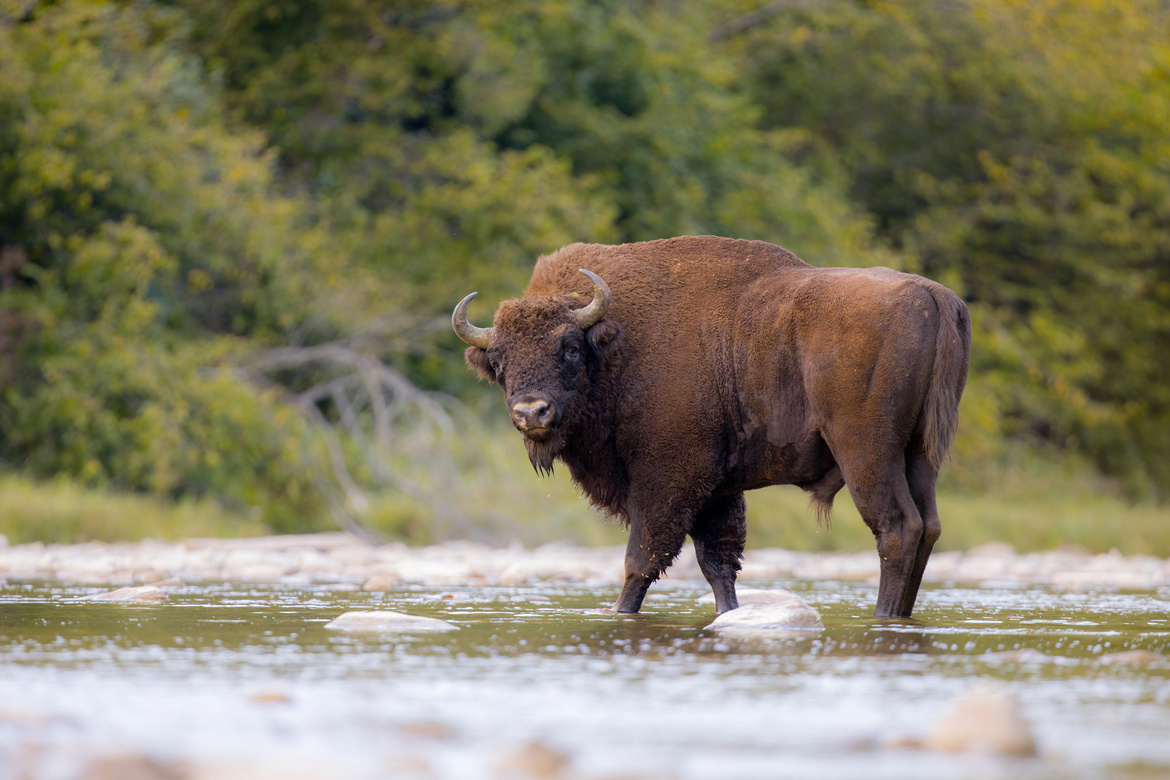 Białowieza National ParkPoland 2025